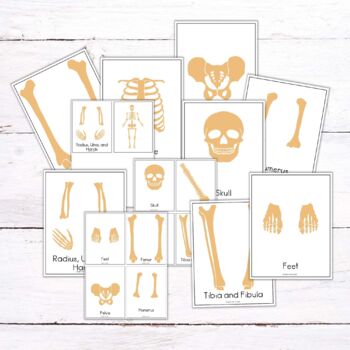 Halloween Activity Build a Skeleton Cut and Paste