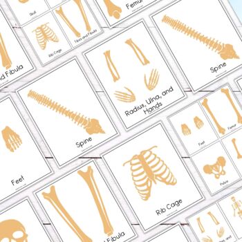 Halloween Activity Build a Skeleton Cut and Paste